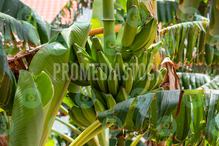 Curacao Banana Plant 659