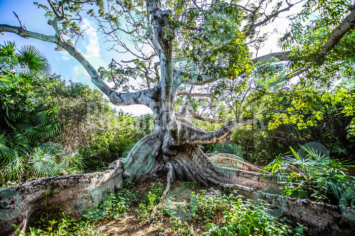 Curacao Cotton Tree 726