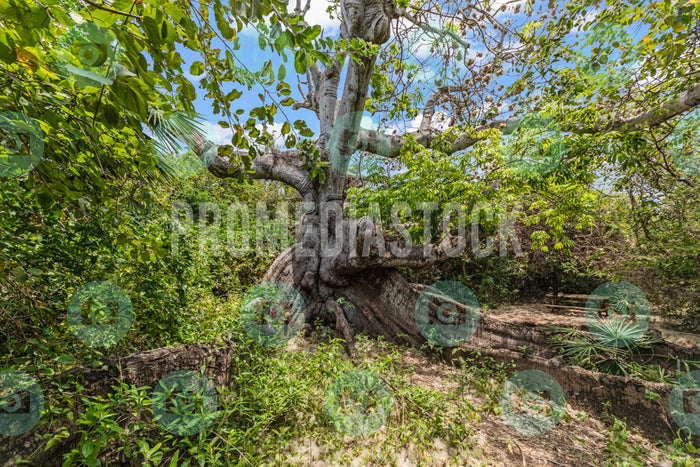 Curacao Cotton Tree 735