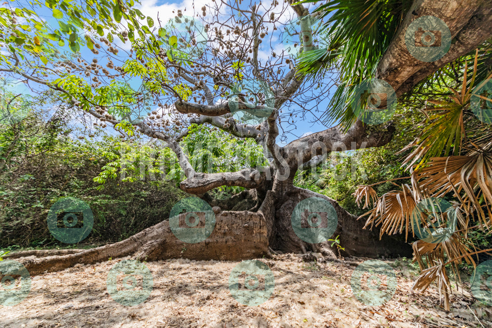 Curacao Cotton Tree 738