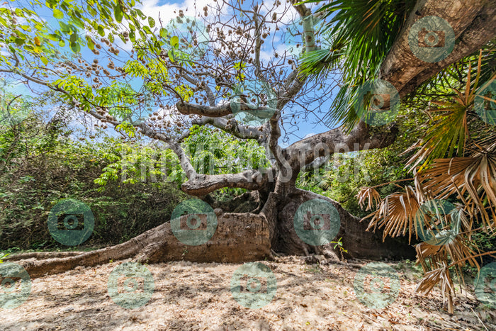 Curacao Cotton Tree 738