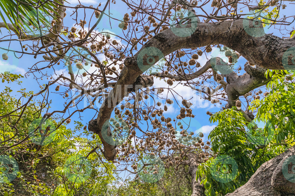 Curacao Cotton Tree 739