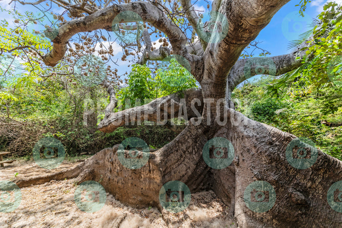 Curacao Cotton Tree 740
