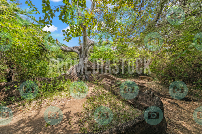 Curacao Cotton Tree 742