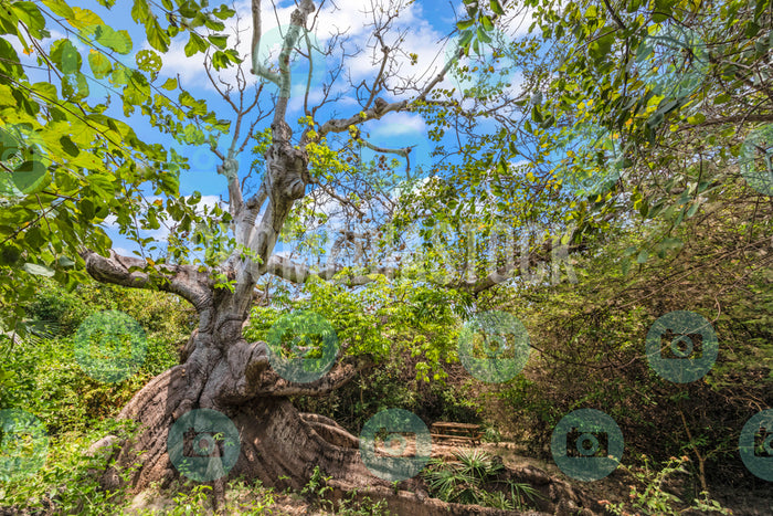 Curacao Cotton Tree 743