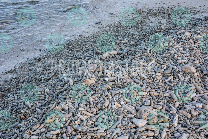 Curacao Daaibooi Beach 891
