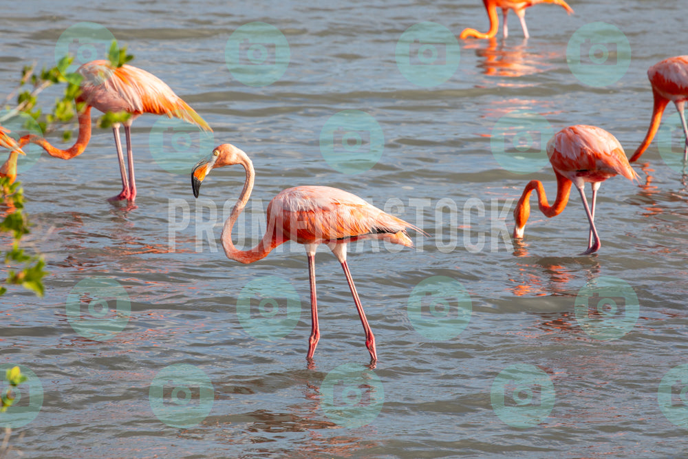 Curacao Animal Flamingo 950