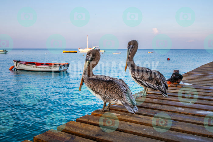 Curacao Animal Pelicano 003