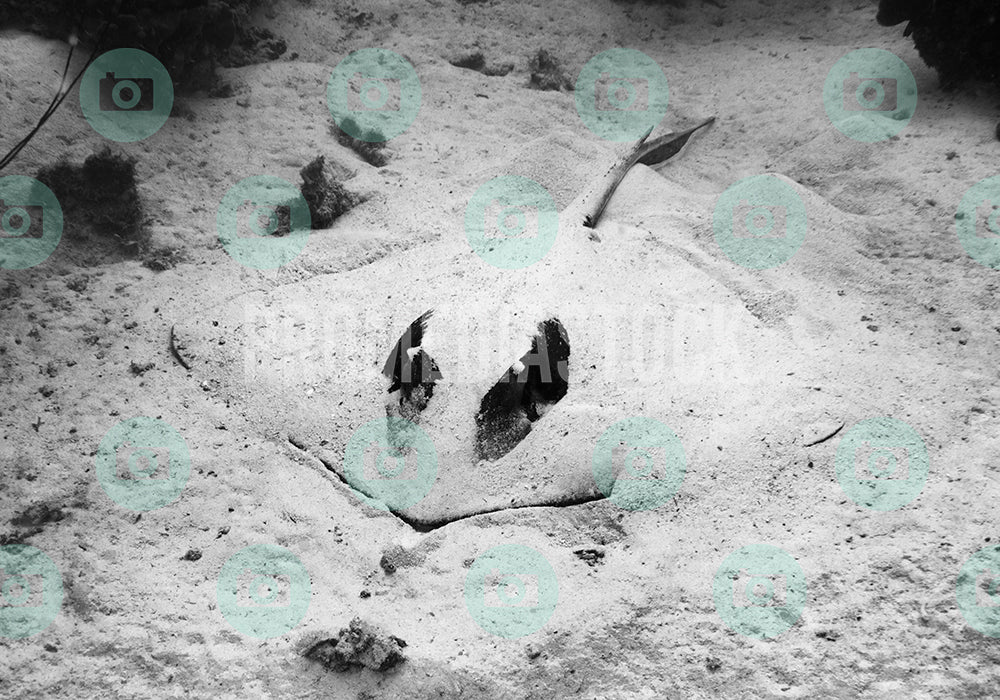 Curacao Animal Sting Ray 0048
