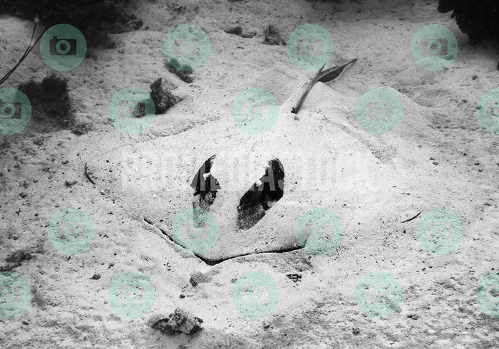 Curacao Animal Sting Ray 0048