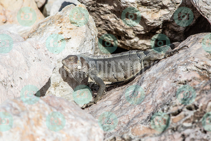 Curacao Animal Iguana 617