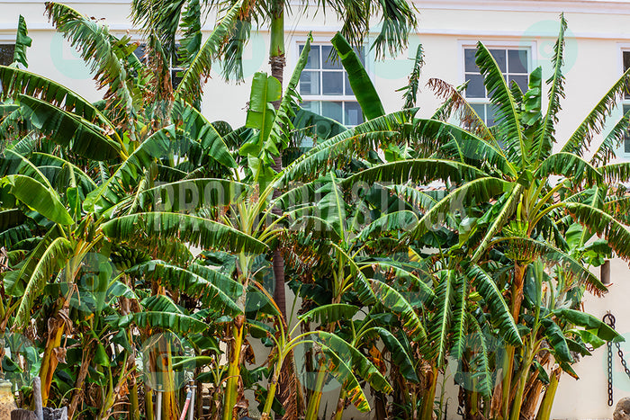 Curacao Banana Plants 665