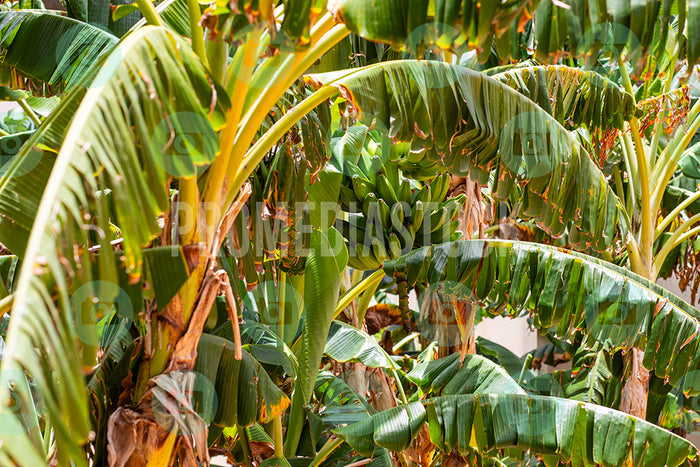 Curacao Banana Plants 667