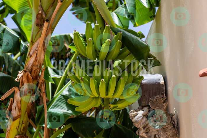 Curacao Banana Plants 670