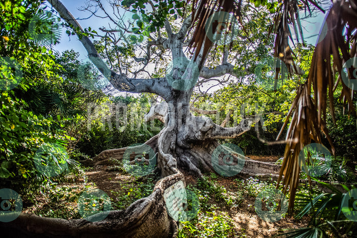 Curacao Cotton Tree 721