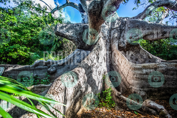 Curacao Cotton Tree 722