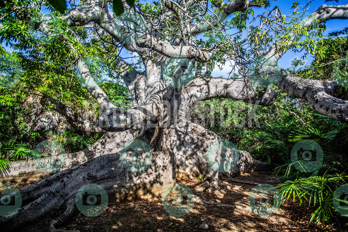 Curacao Cotton Tree 723