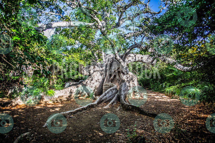 Curacao Cotton Tree 724