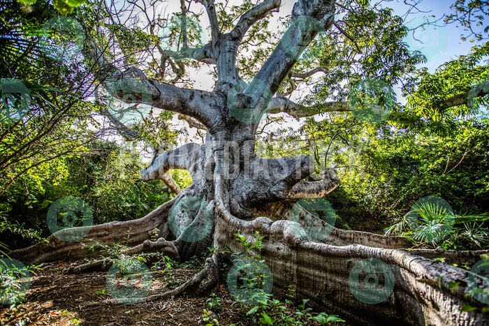Curacao Cotton Tree 725