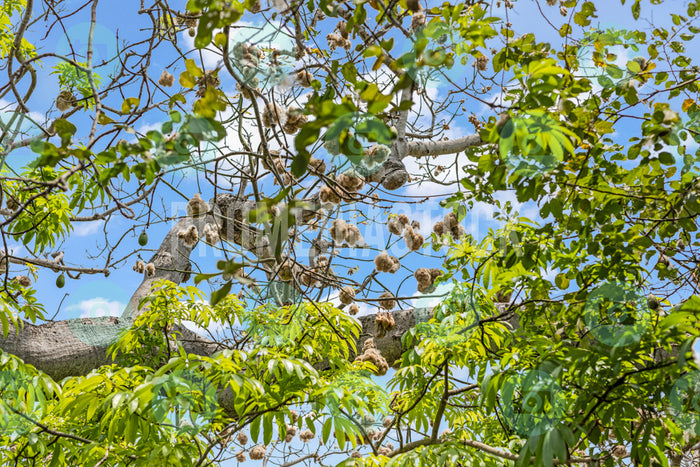 Curacao Cotton Tree 727