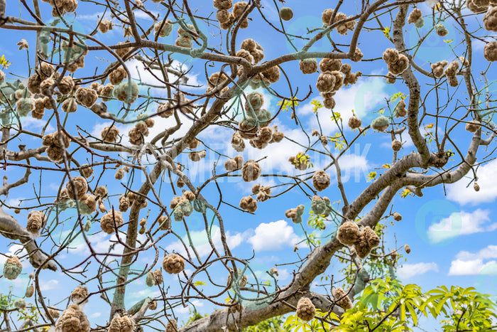 Curacao Cotton Tree 728