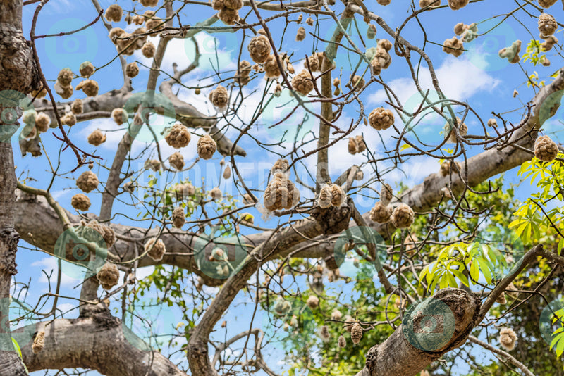 Curacao Cotton Tree 729