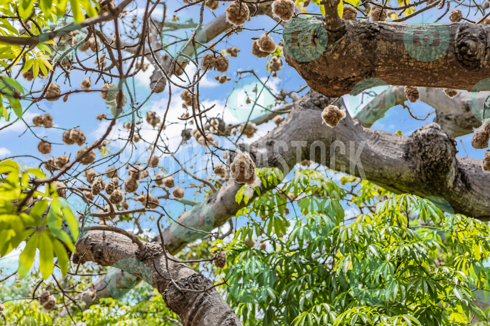Curacao Cotton Tree 730