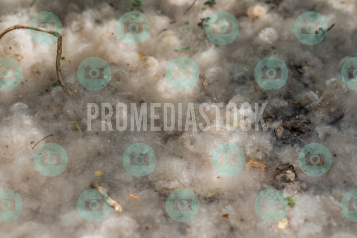 Curacao Cotton Tree 731