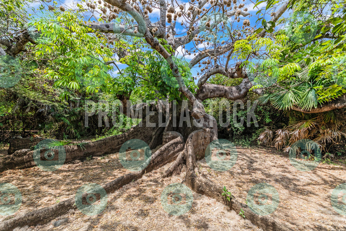 Curacao Cotton Tree 732