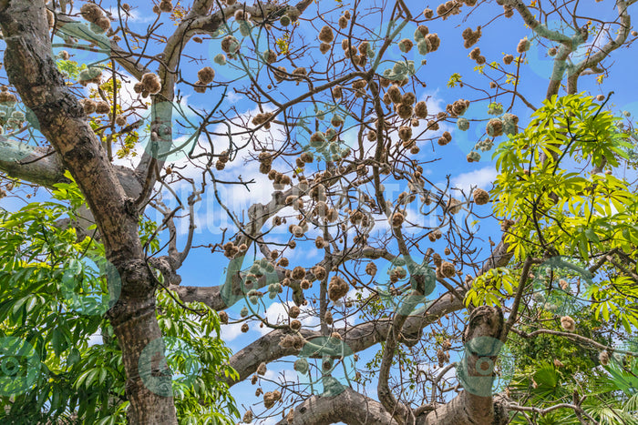 Curacao Cotton Tree 733