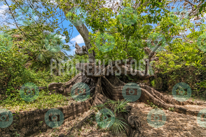 Curacao Cotton Tree 734