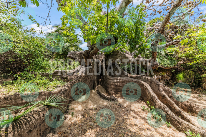 Curacao Cotton Tree 736