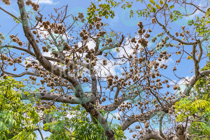 Curacao Cotton Tree 737