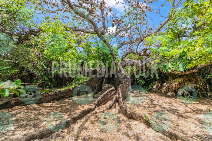 Curacao Cotton Tree 741