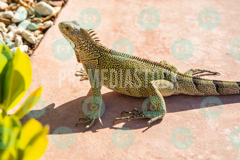 Curacao Animal Iguana 876