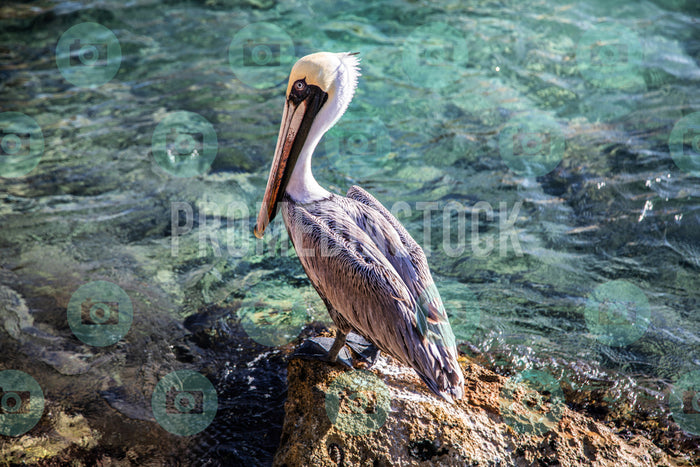 Curacao Animal Pelican 877