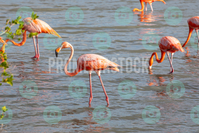 Curacao Animal Flamingo 950