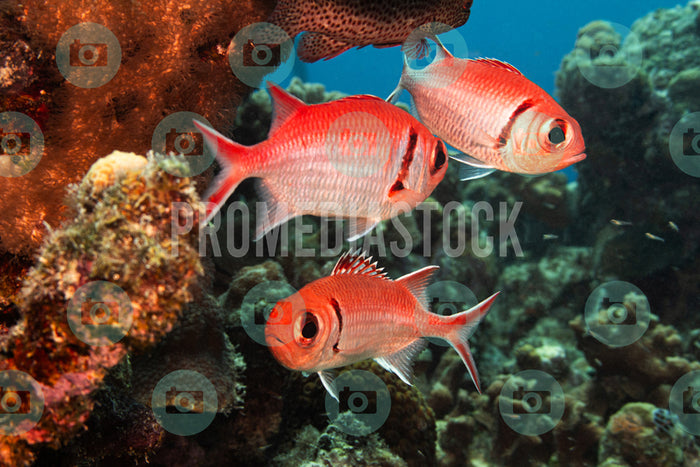 Curacao Animal Soldier Fish 961