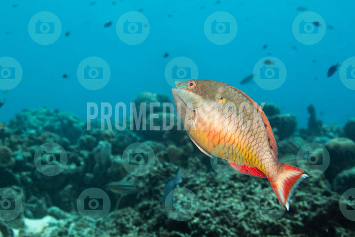 Curacao Animal Parrot Fish 962