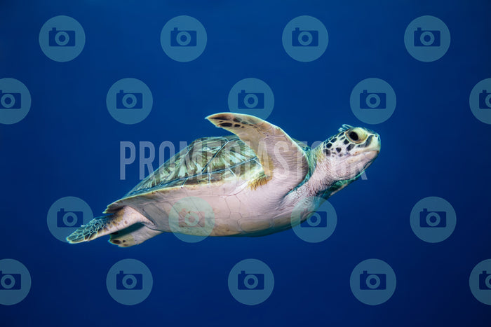 Curacao Animal Turtle 993