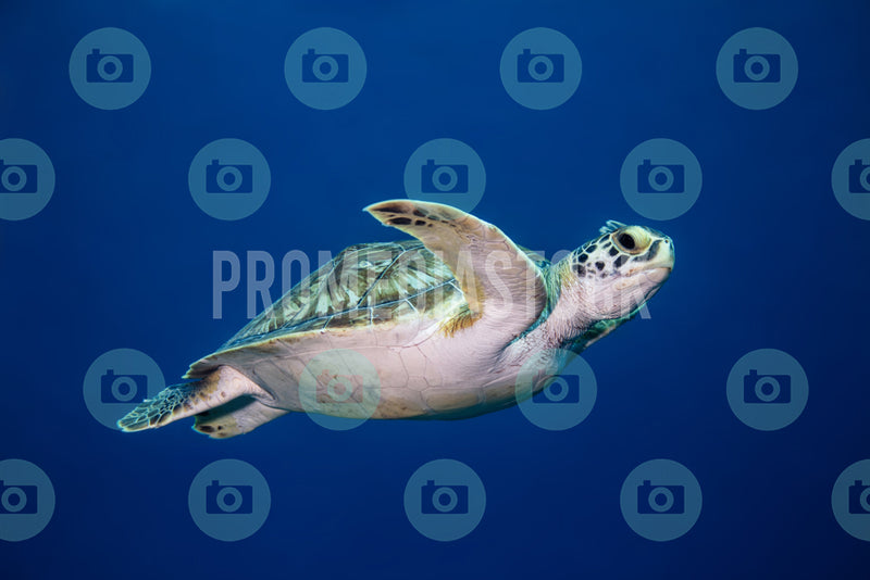Curacao Animal Turtle 993