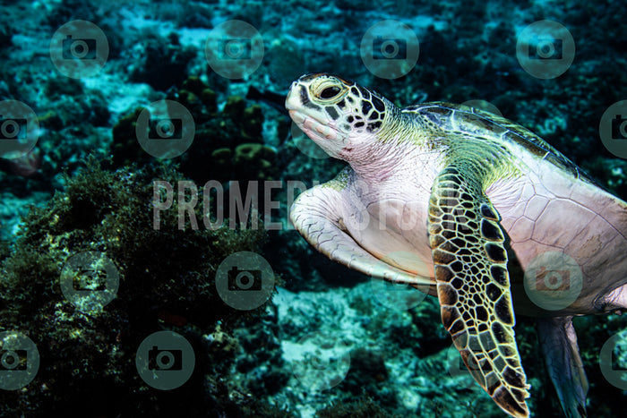 Curacao Animal Turtle 994