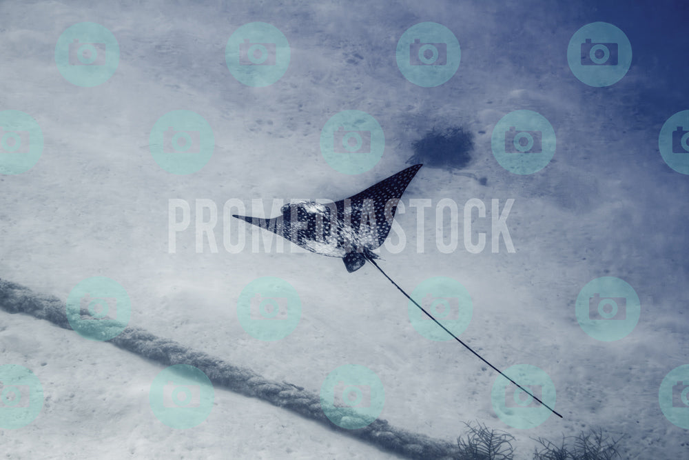 Curacao Animal Spotted Eagle Ray 996