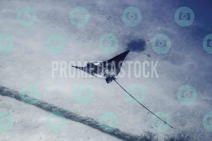 Curacao Animal Spotted Eagle Ray 996