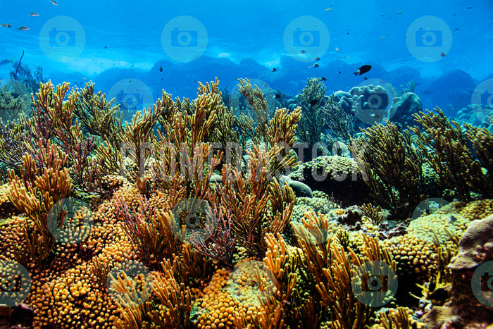 Bonaire Klein Bonaire Coral 997