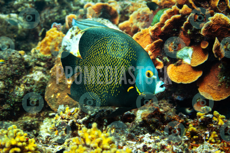 Curacao Animal Angel Fish 999