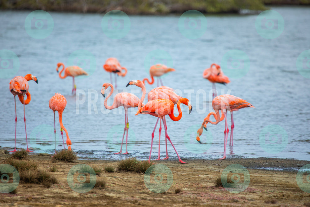 Bonaire Stock Photo Caribbean 1047