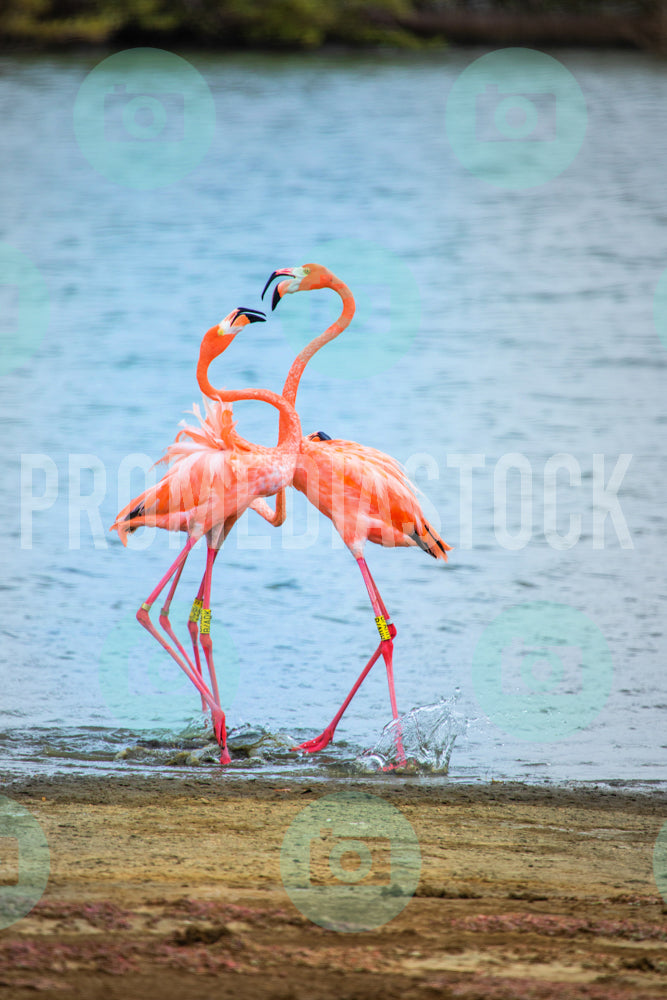 Bonaire Stock Photo Caribbean 1048