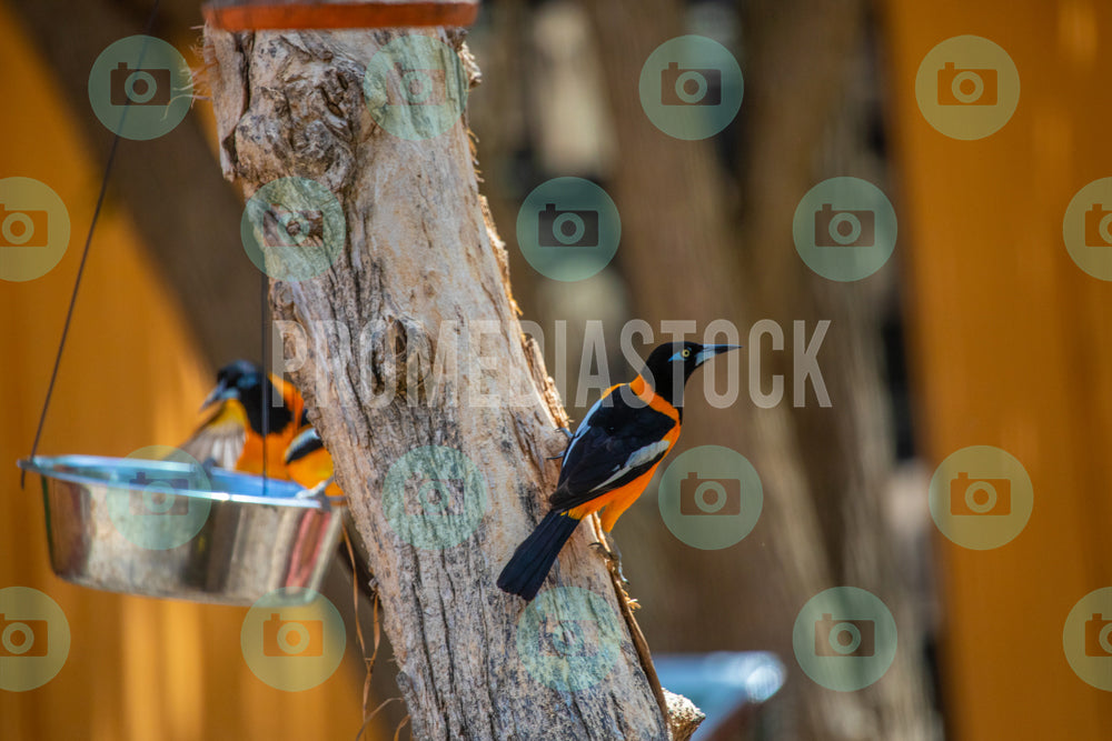 Bonaire Stock Photo Caribbean 1052