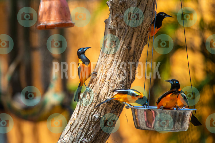 Bonaire Stock Photo Caribbean 1053